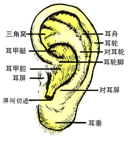 老年耳朵保健的方法